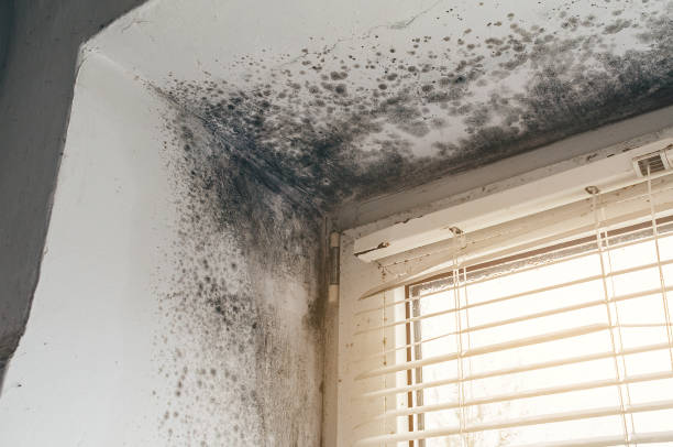Affordable Attic Mold Remediation solutions in Allport, PA